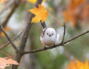 Long-tailed tit, Aegithalos caudatus. A bird sits on a branch, looking into the lens.