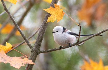 Long-tailed tit, Aegithalos caudatus. Autumn morning in the park, a bird sits on a branch