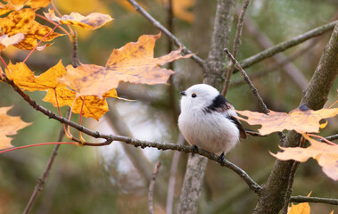 Long-tailed tit, Aegithalos caudatus. A bird sits on a branch of a young maple tree