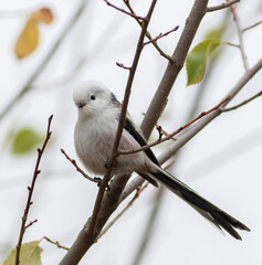 Long-tailed tit, Aegithalos caudatus. A bird sits on a tree branch