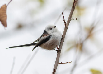 Long-tailed tit, Aegithalos caudatus. A bird sits on a tree branch