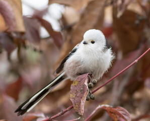 Long-tailed tit, Aegithalos caudatus. A bird sits on a branch of a bush with berries