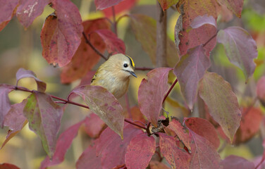 Goldcrest, regulus regulus. Autumn morning, a bird sits on a branch of a bush among beautiful leaves