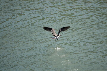 seagull flying over water