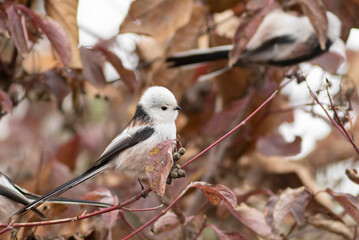 Long-tailed tit, Aegithalos caudatus. A bird sits on a branch of a bush.