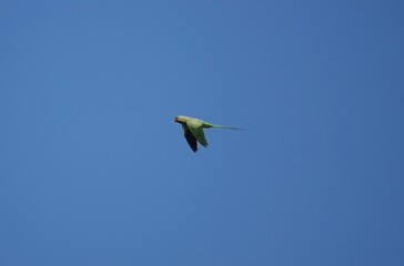 Parrot in flight
