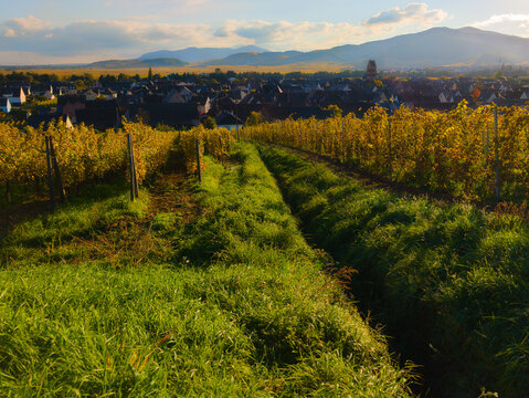 Agriculture alsacienne : les strat&eacute;gies d'irrigation pour maintenir les rangs de vigne dans le pi&eacute;mont des Vosges, CEA, Grand Est, France