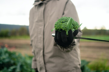 Teenage boy holding freshly harvested broccoli in farm field. Outdoor farm work, seasonal vegetables, fresh produce, healthy food, and pride in sustainable farming.