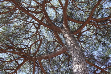 Pinus pinea habitus, branches, close up