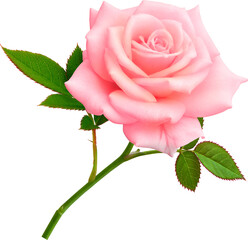 Pink Rose flowers focus stacking close up isolated for love wedding and valentines day