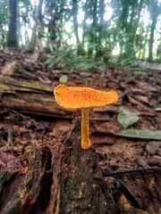 mushroom in the woods