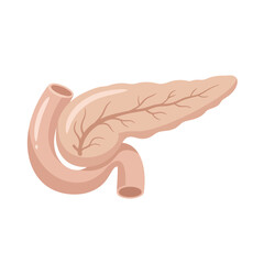 Illustration of the human pancreas and duodenum anatomy. Vector Illustrations. EPS Editable