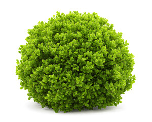 Fototapeta premium A lush, rounded green shrub, full and vibrant to emphasize its rich texture and shape, isolated on white background.