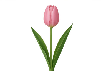 Fototapeta premium Pink tulip flower with green stem and leaves