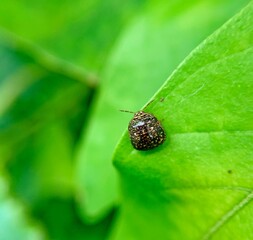 Red ladybug on green leaf