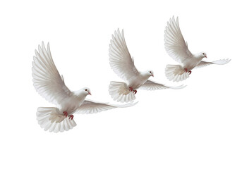 Obraz premium Three white doves flying in unison isolated on transparent background