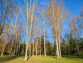 Trees in the forest in autumn