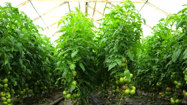 Lush green tomato plants thriving in neat rows inside a large commercial greenhouse, with unripe fruit hanging from the vines and a visible drip irrigation system nurturing the crops