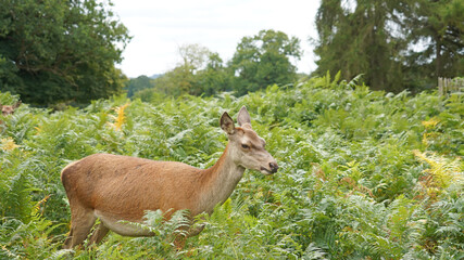 Closeup of a female Red Deer, Derbyshire England

