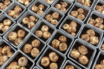 Planting bulbs for Spring blooming. Spring promise