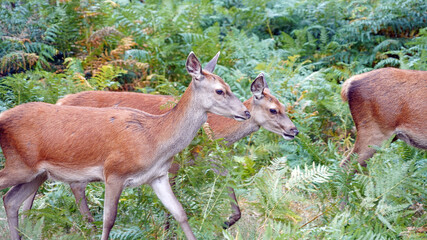 Group of Red Deer females moving through bracken, Derbyshire, England

