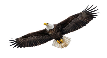Fototapeta premium Majestic adult bald eagle (Haliaeetus leucocephalus) with dark body, white head/tail, yellow beak/talons, dynamic mid-flight against clear white sky with copy space, concept of freedom and wilderness
