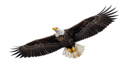 Majestic adult bald eagle (Haliaeetus leucocephalus) with dark body, white head/tail, yellow beak/talons, dynamic mid-flight against clear white sky with copy space, concept of freedom and wilderness