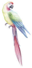 Watercolor Tropical Parrot PNG