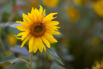 Sunflower in bloom, displaying vibrant yellow petals and a central brown disc of seeds. A small bee is perched on the flower,