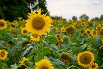Obraz premium Sunflowers dominate the image, with large, bright yellow petals and broad, green leaves. A clear sky is visible in the background.