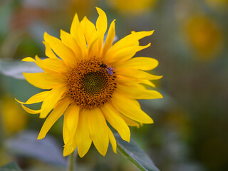 A vibrant sunflower (Helianthus annuus) with bright yellow petals and a large, round central disc is featured prominently. A bee is perched on the center.