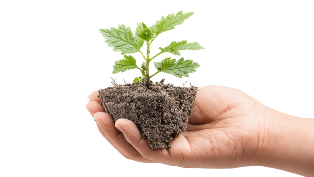 Hand Holding a Plant: Growing Life, New Beginnings, Earth Day