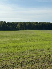 Beautiful Lush Green Fields Spanning Under a Clear Blue Sky on a Sunny Day in Summer