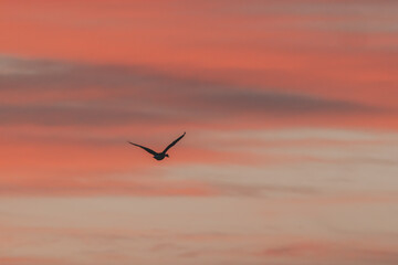 goose flying into the sunrise