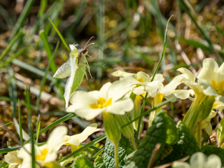 Brimstone Butterfly Flying Above a Primrose