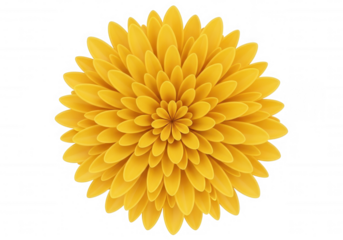 Yellow chrysanthemum bloom against black flower petals isolated on a transparent background