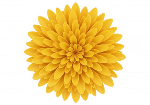 Yellow chrysanthemum bloom against black flower petals isolated on a transparent background - Powered by Adobe
