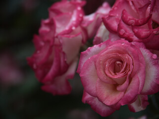 大雨の6月に美しく咲いたピンク色のバラの花「ローゼ 21」