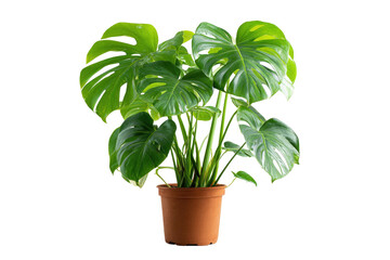Obraz premium Lush, tropical houseplant in a terracotta pot against a stark black background