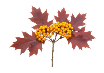 Isolated sprig of rowan berries with reddish brown leaves autumn season decoration element