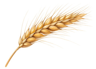 Golden ripe wheat ear with delicate awns showcasing its textured grains isolated on transparent background