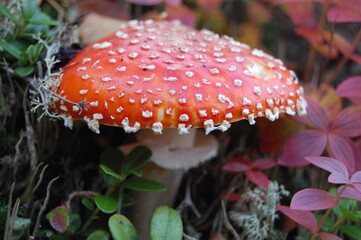 A beautiful fly agaric mushroom in the Lapland tundra on an autumn day.
