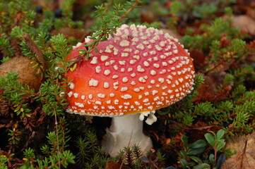 A beautiful fly agaric mushroom in the Lapland tundra on an autumn day.