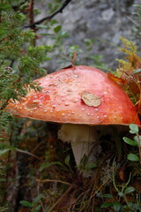 A beautiful fly agaric mushroom in the Lapland tundra on an autumn day.