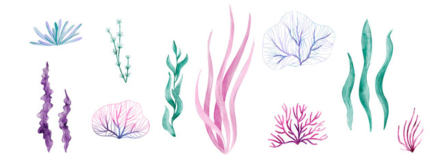 Watercolor Illustrations of Colorful Seaweed and Underwater Plants in Abstract Marine Botanical Style
