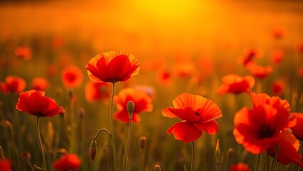 Fototapeta premium Vibrant red poppies glowing under the golden light of a sunset.