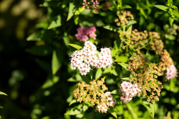 blume natur pflanze schön