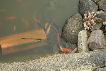 fisch teich goldfisch