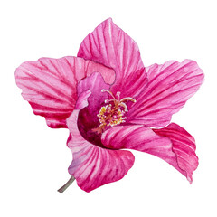Hibiscus flower. Hand-drawn watercolor illustration of a hibiscus.