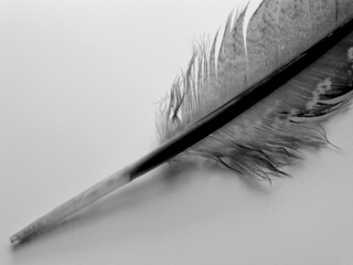 Vintage Black and White Feather in Antique Style